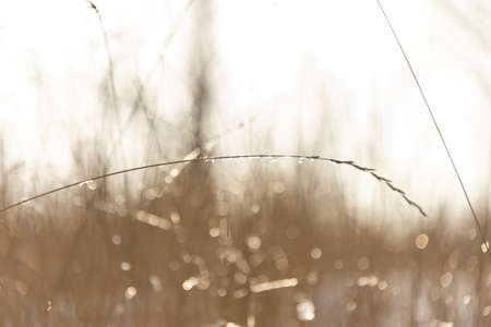 Winter, dry grass and twigs of sunlightの写真素材