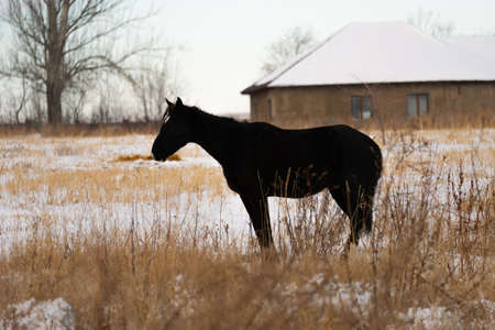 A horse nibbling on grass sticking through snow on a cold bright winter dayの写真素材