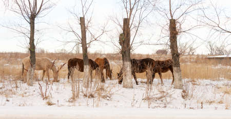 Group of horses nibbling on grass sticking through snow on a cold bright winter dayの写真素材