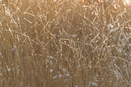 Winter, dry grass and twigs of sunlightの写真素材