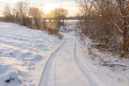 Winter landscape with frozen bare trees on a peeled agricultural field covered with frozen dry yellow grass under a blue sky during sunsetの写真素材