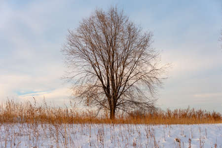 Winter landscape with frozen bare trees on a peeled agricultural field covered with frozen dry yellow grass under a blue sky during sunsetの写真素材