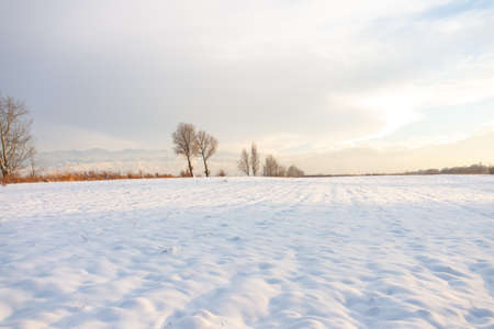 Winter landscape with frozen bare trees on a peeled agricultural field covered with frozen dry yellow grass under a blue sky during sunsetの写真素材