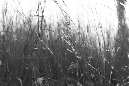 Winter, dry grass and twigs of sunlightの写真素材