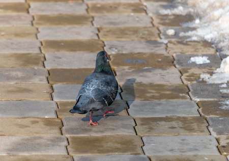 A colorful dove stands on the sidewalkの写真素材