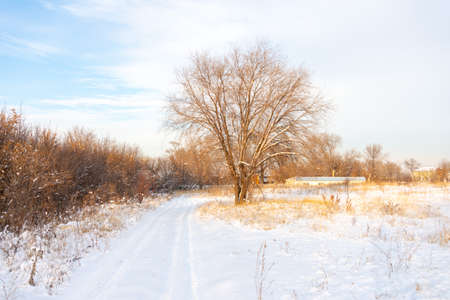 Winter landscape with frozen bare trees on a peeled agricultural field covered with frozen dry yellow grass under a blue sky during sunsetの写真素材