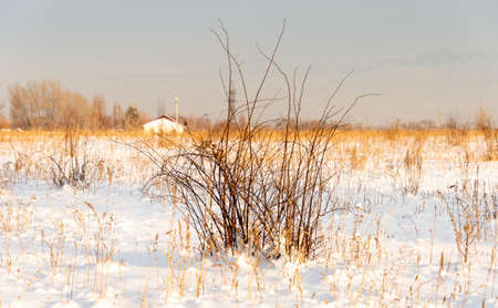 Winter landscape with frozen bare trees on a peeled agricultural field covered with frozen dry yellow grass under a blue sky during sunsetの写真素材