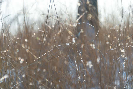 Winter, dry grass and twigs of sunlightの写真素材