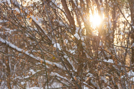 Winter landscape with frozen bare trees on a peeled agricultural field covered with frozen dry yellow grass under a blue sky during sunsetの写真素材