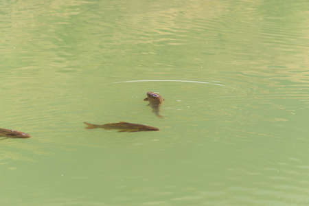 Fish on the surface of the water to breatheの写真素材