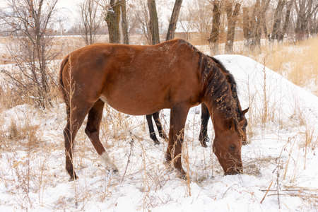 A horse nibbling on grass sticking through snow on a cold bright winter dayの写真素材