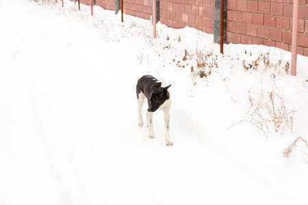 Homeless dog in winter outsideの写真素材