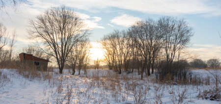 Winter landscape with frozen bare trees on a peeled agricultural field covered with frozen dry yellow grass under a blue sky during sunsetの写真素材