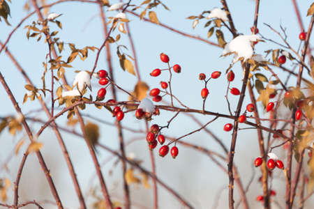 Red berries in winterの写真素材