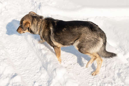 Homeless dog in winter outsideの写真素材