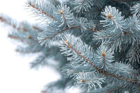 Natural texture of a winter background of Christmas trees. Snow is coming, snow-covered spruce branchesの写真素材