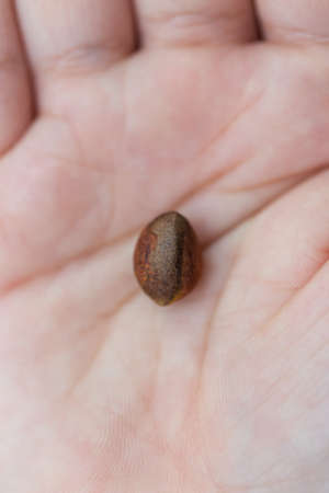 one pine nut in hand