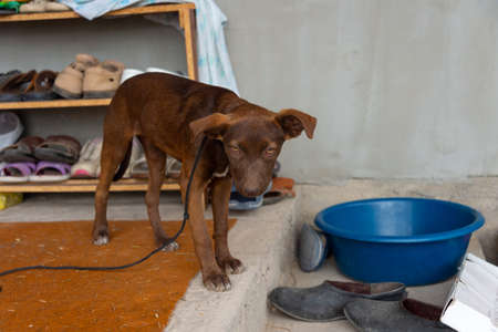 cute brown dog near the doorの写真素材