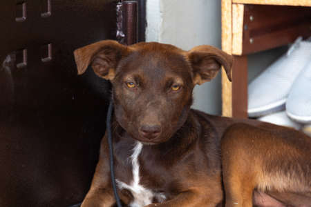 cute brown dog near the doorの写真素材
