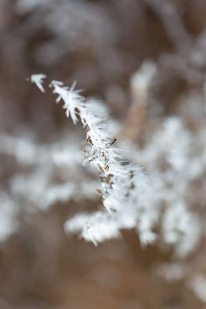 winter frost on dry grassの写真素材