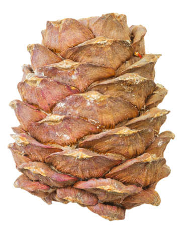 Pine cone isolated on white backgroundの写真素材