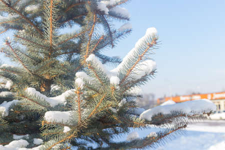 Green fluffy fir tree branch in the snow, Christmas wallpaper conceptの写真素材