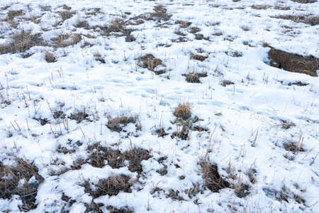 frozen wetland, winter field, a lot of snow fell after a snowstorm, cold weather, dry autumn, tall grass bends under the weight of snowdrifts, natural landscape, background textureの写真素材