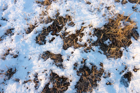 frozen wetland, winter field, a lot of snow fell after a snowstorm, cold weather, dry autumn, tall grass bends under the weight of snowdrifts, natural landscape, background textureの写真素材