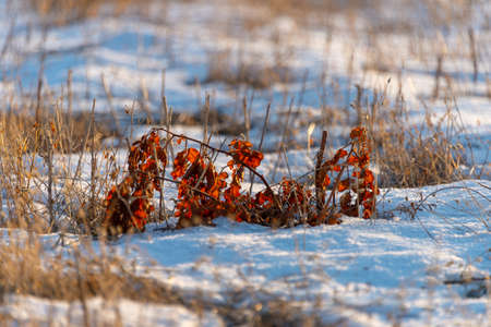 winter beautiful grass hanging leaves during sunsetの写真素材