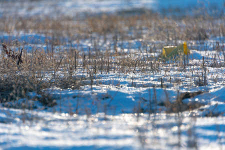 frozen wetland, winter field, a lot of snow fell after a snowstorm, cold weather, dry autumn, tall grass bends under the weight of snowdrifts, natural landscape, background textureの写真素材