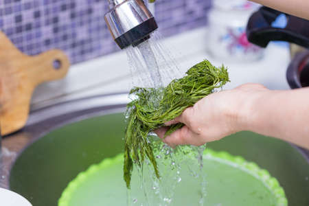 fresh dill is washed in the sinkの写真素材