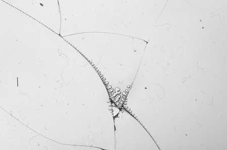 Broken glass on white background , texture backdrop object designの写真素材