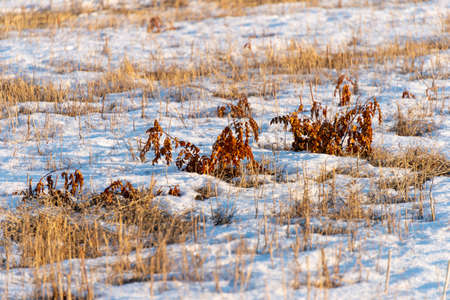 winter beautiful grass hanging leaves during sunsetの写真素材