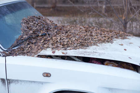 Yellow leaves fall from the trees because they fall into the windshield of a car parked under a tree. Because the car is dirty when not cleanの写真素材