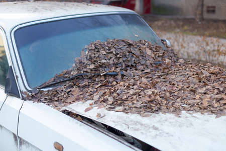 Yellow leaves fall from the trees because they fall into the windshield of a car parked under a tree. Because the car is dirty when not cleanの写真素材