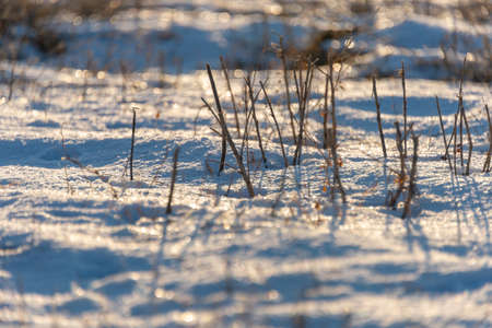 frozen wetland, winter field, a lot of snow fell after a snowstorm, cold weather, dry autumn, tall grass bends under the weight of snowdrifts, natural landscape, background textureの写真素材