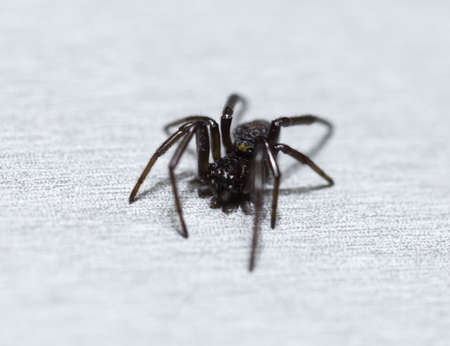 black spider on white backgroundの写真素材
