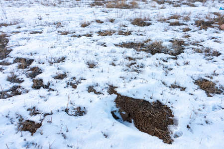 frozen wetland, winter field, a lot of snow fell after a snowstorm, cold weather, dry autumn, tall grass bends under the weight of snowdrifts, natural landscape, background textureの写真素材