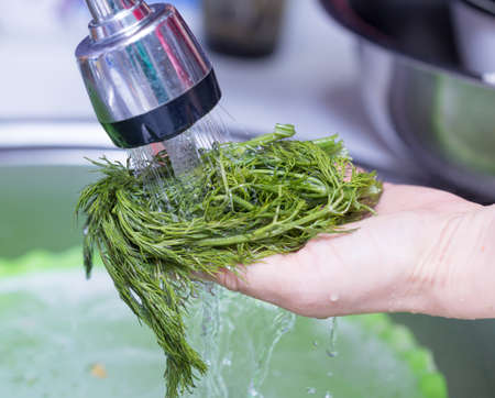 fresh dill is washed in the sinkの写真素材