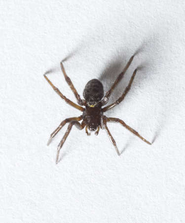 black spider on white backgroundの写真素材