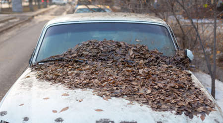 Yellow leaves fall from the trees because they fall into the windshield of a car parked under a tree. Because the car is dirty when not cleanの写真素材