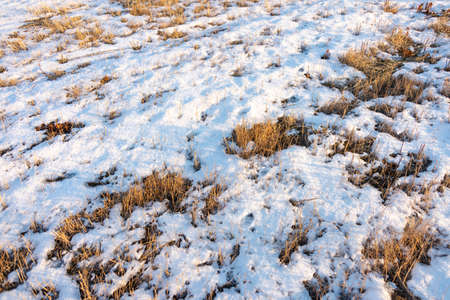 frozen wetland, winter field, a lot of snow fell after a snowstorm, cold weather, dry autumn, tall grass bends under the weight of snowdrifts, natural landscape, background textureの写真素材
