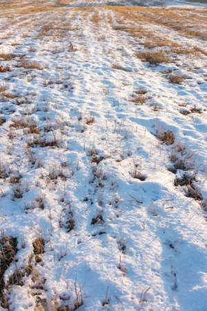 frozen wetland, winter field, a lot of snow fell after a snowstorm, cold weather, dry autumn, tall grass bends under the weight of snowdrifts, natural landscape, background textureの写真素材