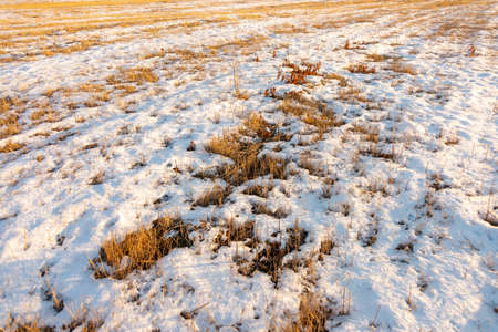 frozen wetland, winter field, a lot of snow fell after a snowstorm, cold weather, dry autumn, tall grass bends under the weight of snowdrifts, natural landscape, background textureの写真素材