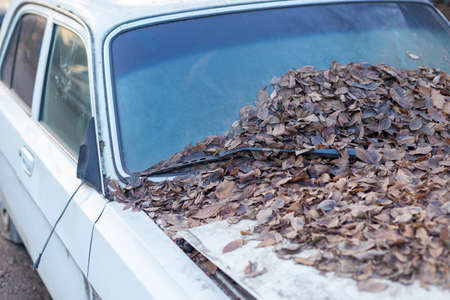 Yellow leaves fall from the trees because they fall into the windshield of a car parked under a tree. Because the car is dirty when not cleanの写真素材