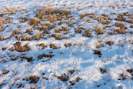 frozen wetland, winter field, a lot of snow fell after a snowstorm, cold weather, dry autumn, tall grass bends under the weight of snowdrifts, natural landscape, background textureの写真素材