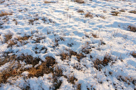 frozen wetland, winter field, a lot of snow fell after a snowstorm, cold weather, dry autumn, tall grass bends under the weight of snowdrifts, natural landscape, background textureの写真素材