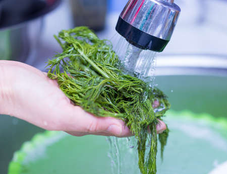fresh dill is washed in the sinkの写真素材