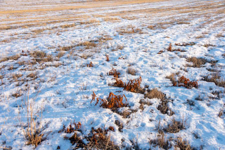 frozen wetland, winter field, a lot of snow fell after a snowstorm, cold weather, dry autumn, tall grass bends under the weight of snowdrifts, natural landscape, background textureの写真素材