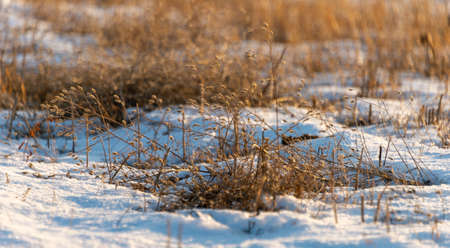 frozen wetland, winter field, a lot of snow fell after a snowstorm, cold weather, dry autumn, tall grass bends under the weight of snowdrifts, natural landscape, background textureの写真素材